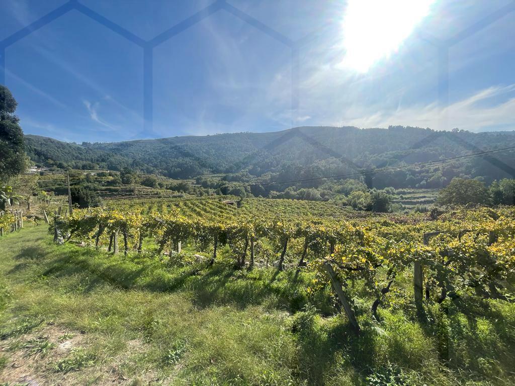 Terreno com vinha de Alvarinho — Melgaço, Penso - foto 3