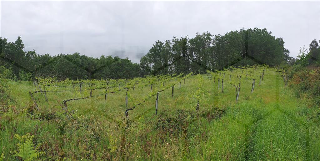 Terreno com plantação de vinha — Melgaço, Chaviães e Paços - foto 2