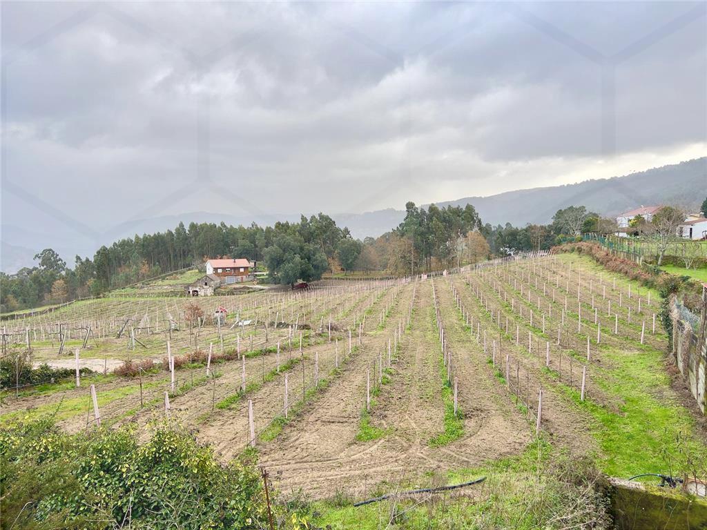 Propriedade agrícola com moradia e vinha de Alvarinho - 15.000 m² — Melgaço, Chaviães - foto 3